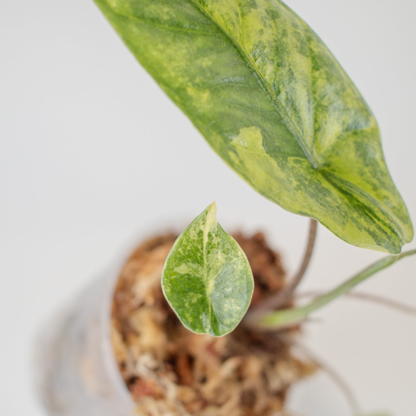 Alocasia Heterophylla 'Metallic Blue' Aurea Variegated (2505)