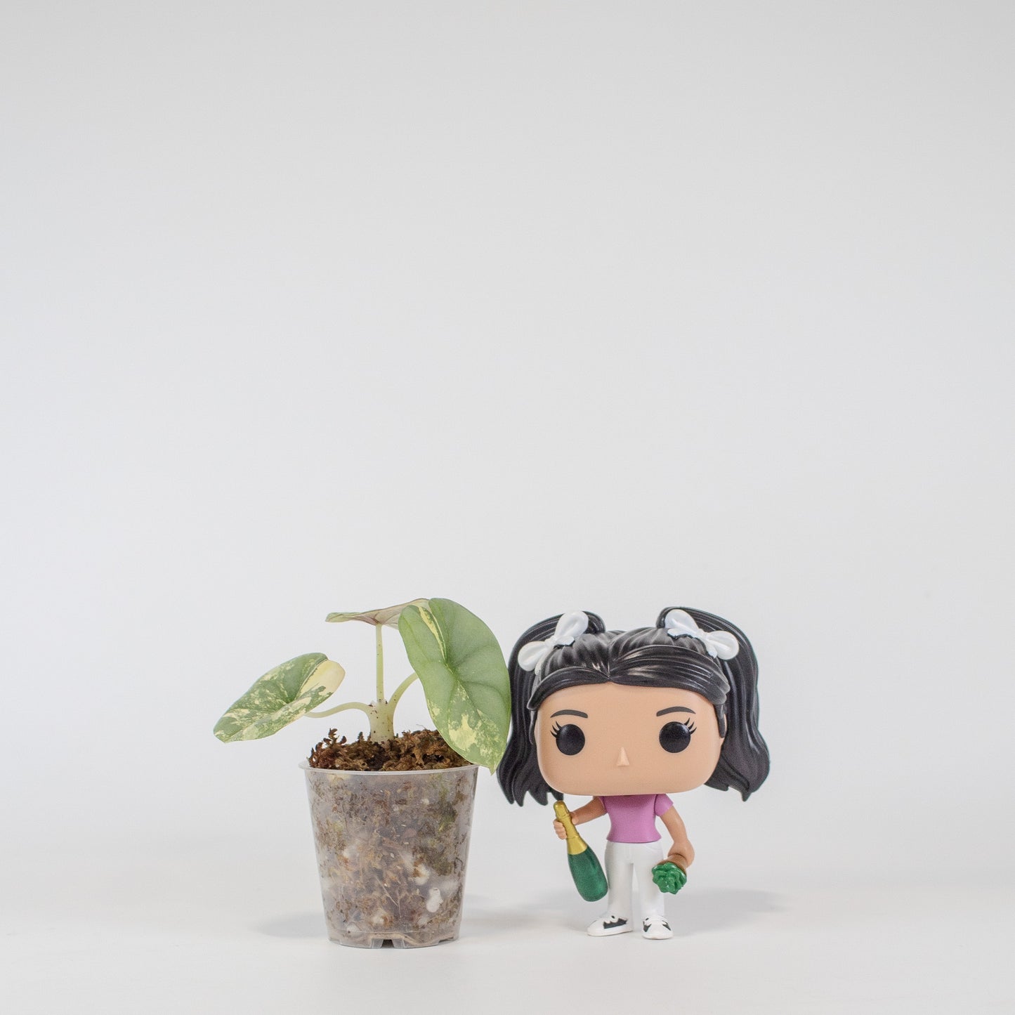 Alocasia 'Nebula' Gold (2515)