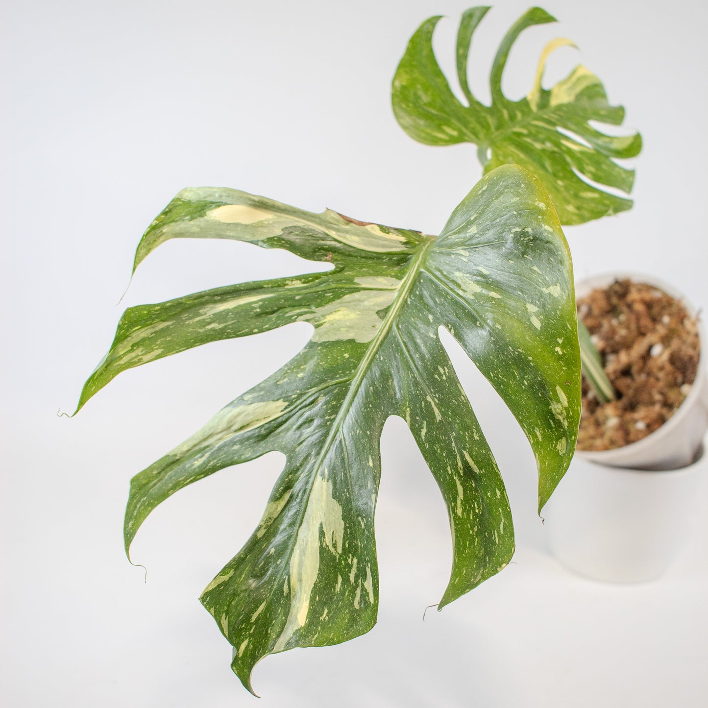 Monstera Deliciosa 'Medusa' (2518)