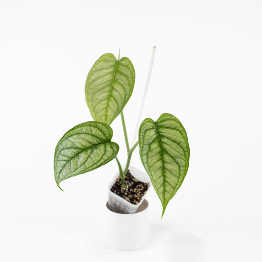 Monstera Siltepicana (2703)
