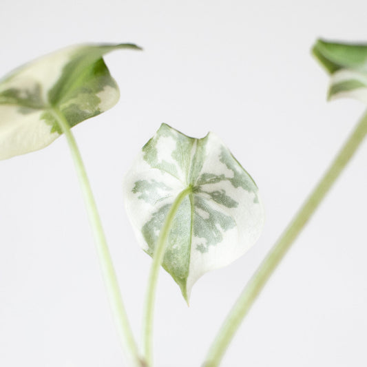 Alocasia 'Melo' Albo Variegated (2707)