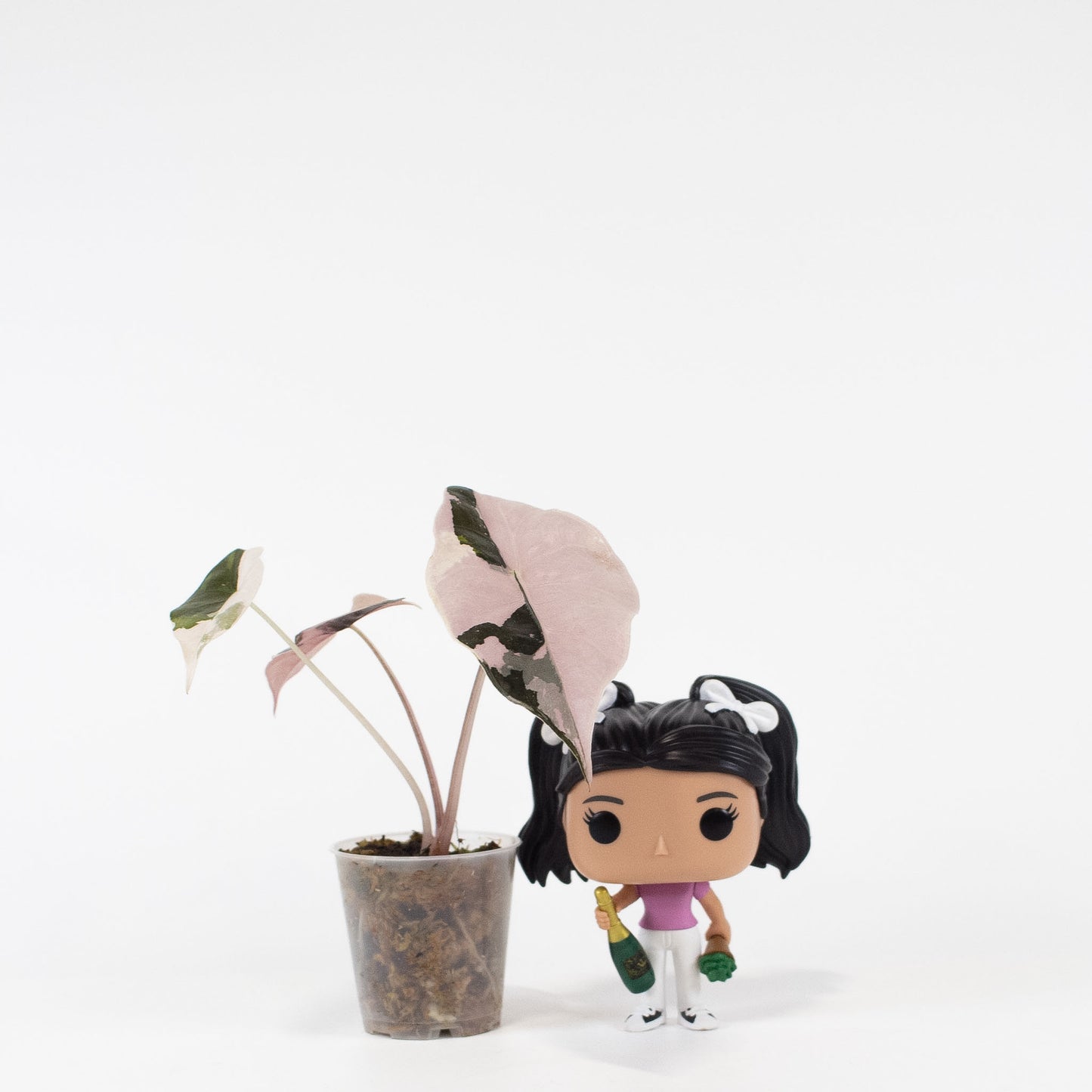 Alocasia 'Chantrieri' Albo/ Pink Variegated (2712)