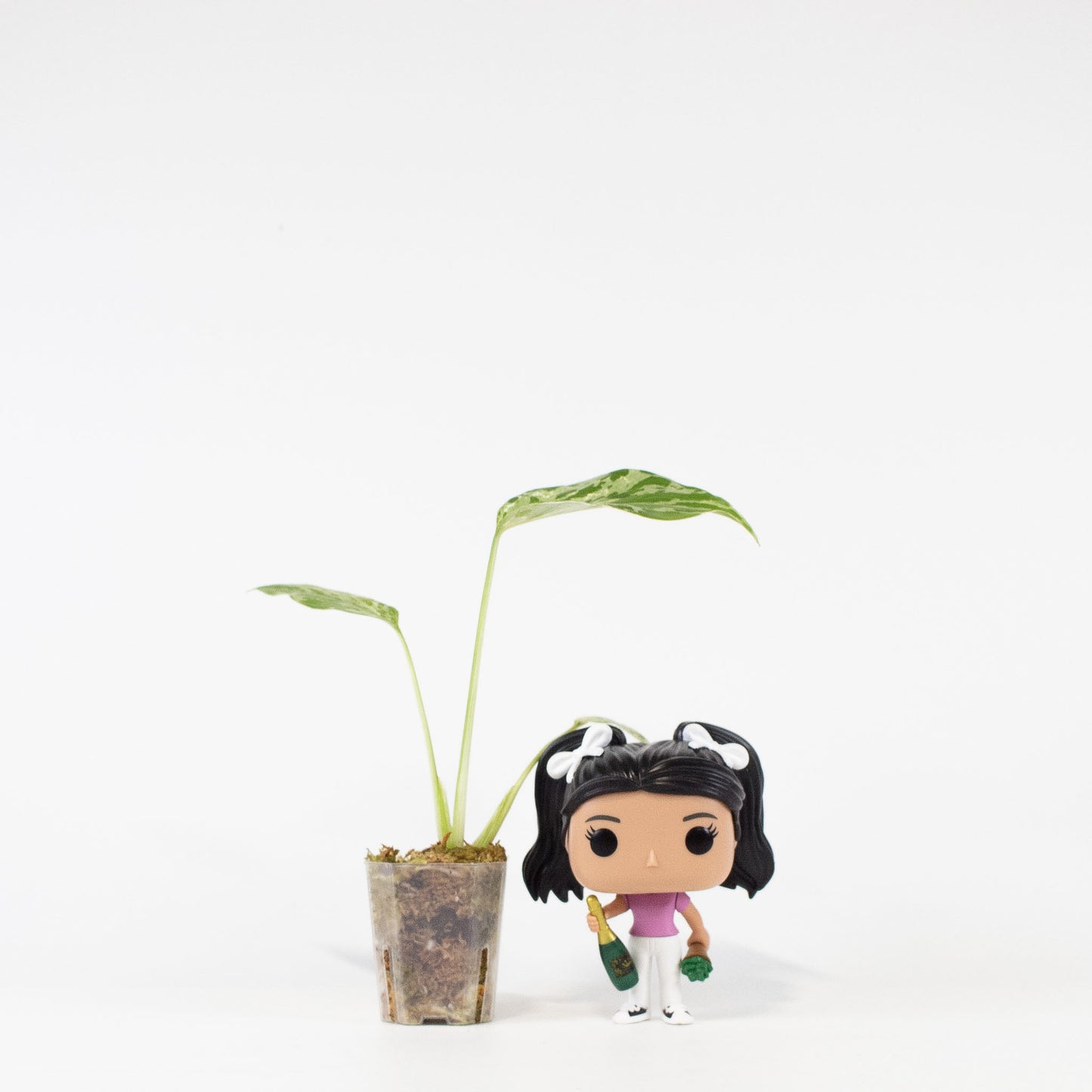 Monstera Deliciosa 'Bulbasaur' (2716)