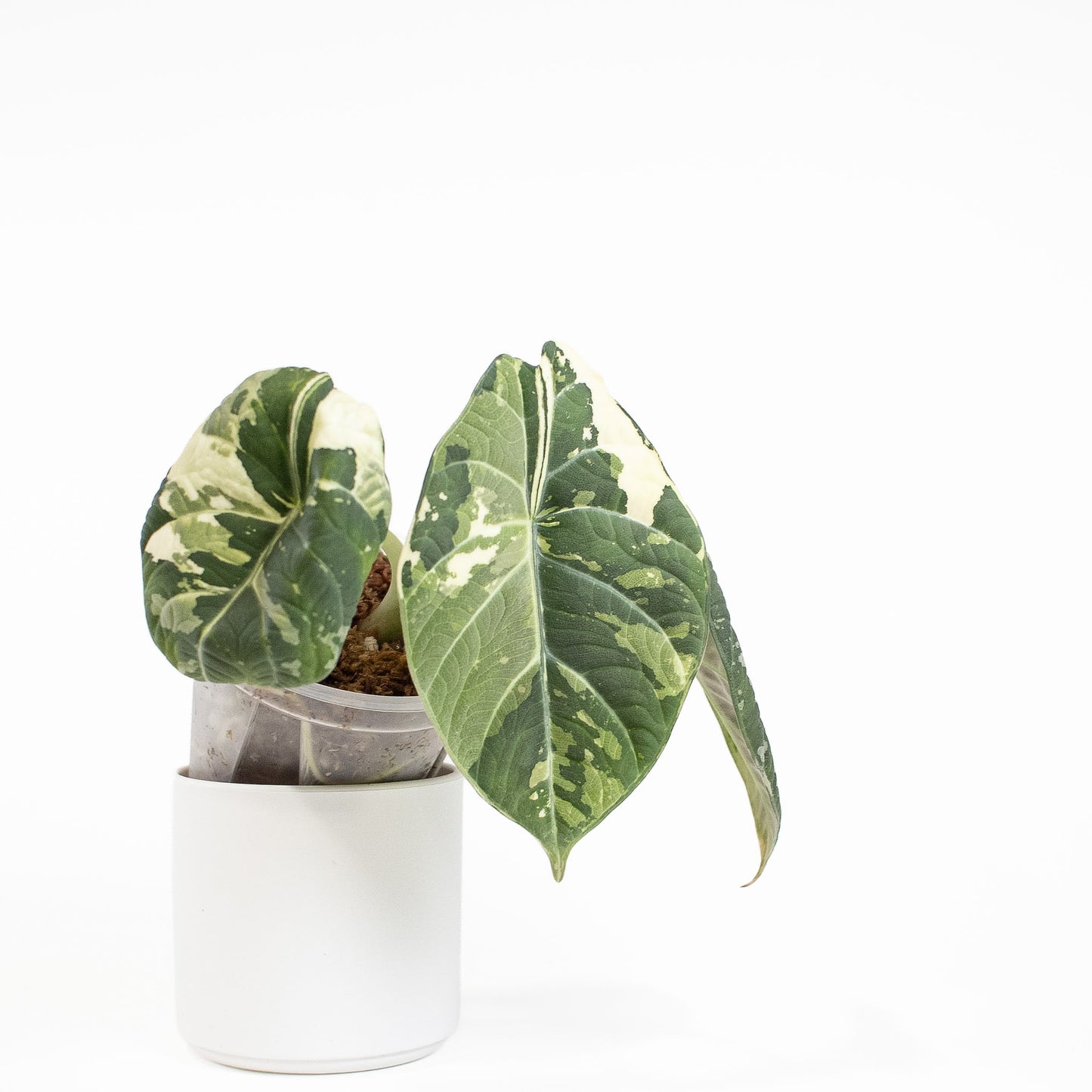 Alocasia 'Maharani' Albo Variegated (2721)