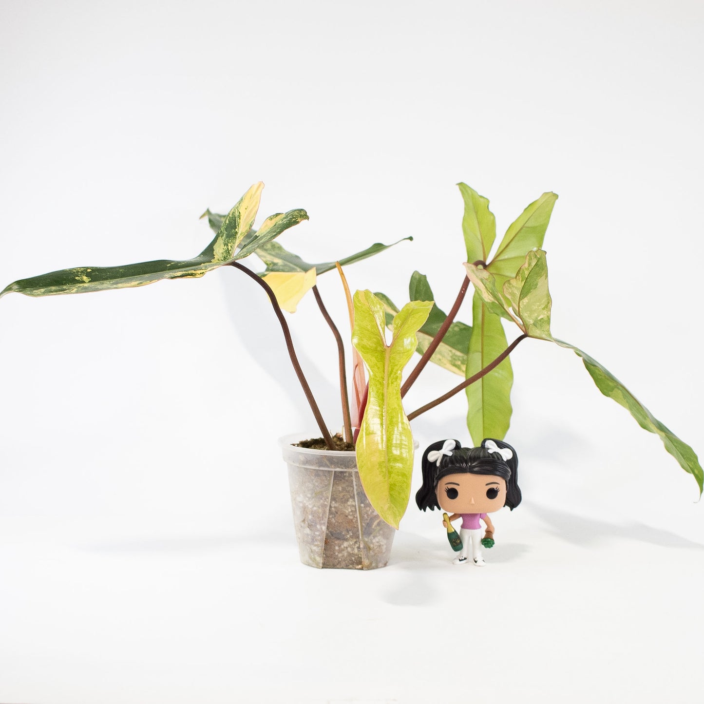 Philodendron Florida Beauty x Billietiae (2723)