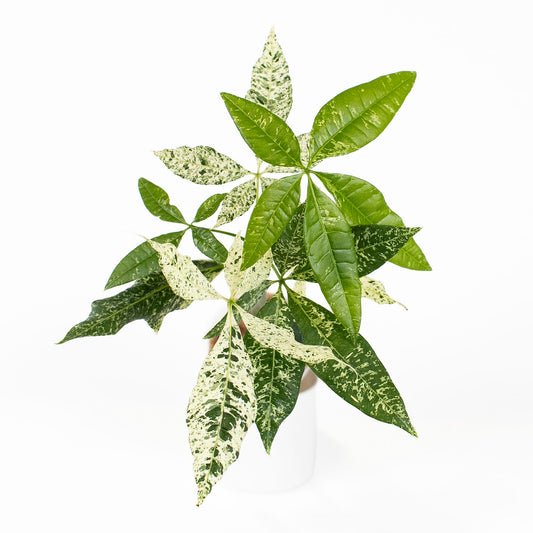 Pachira Glabra Albo Variegated aka 'Money Tree' *Growers choice*