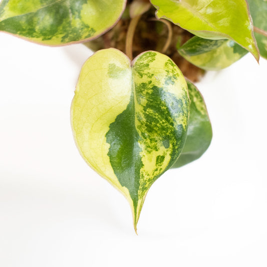 Philodendron 'Billietiae' Variegated (2810)