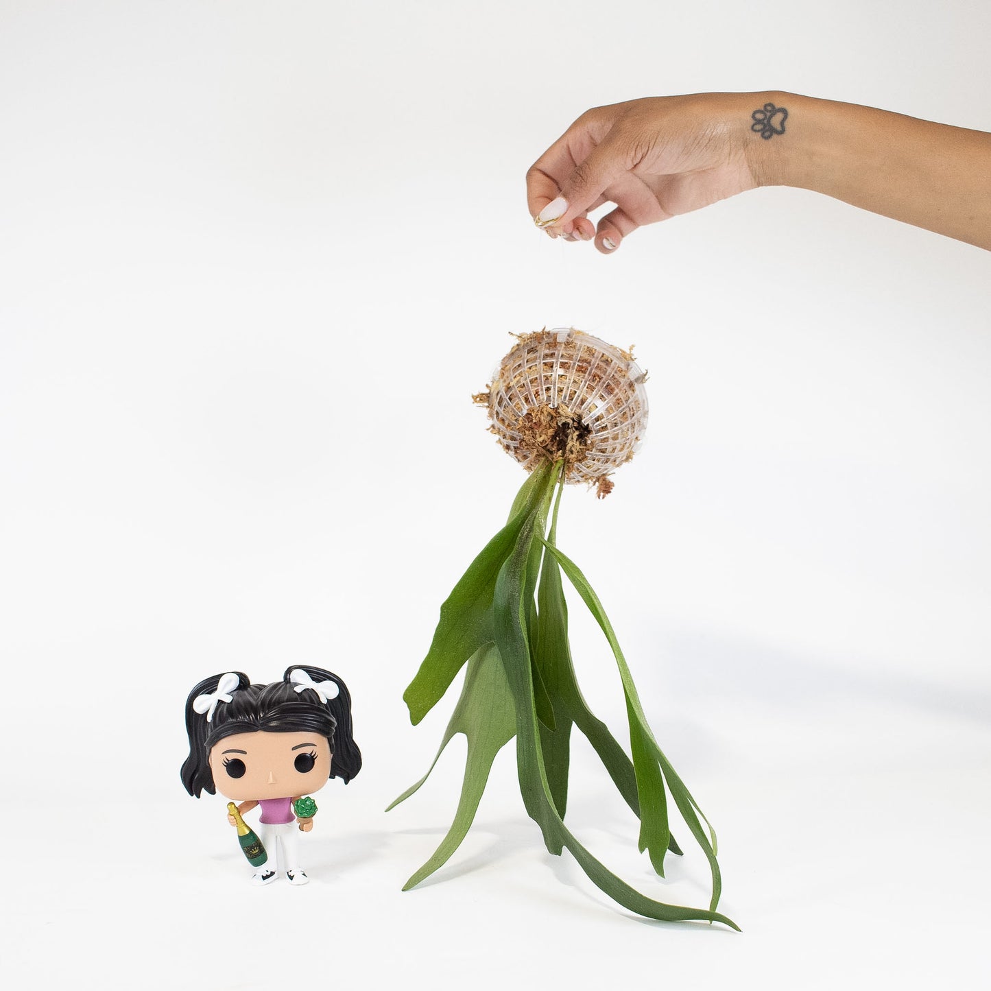 Platycerium 'Bifurcatum' Staghorn Fern (2825)