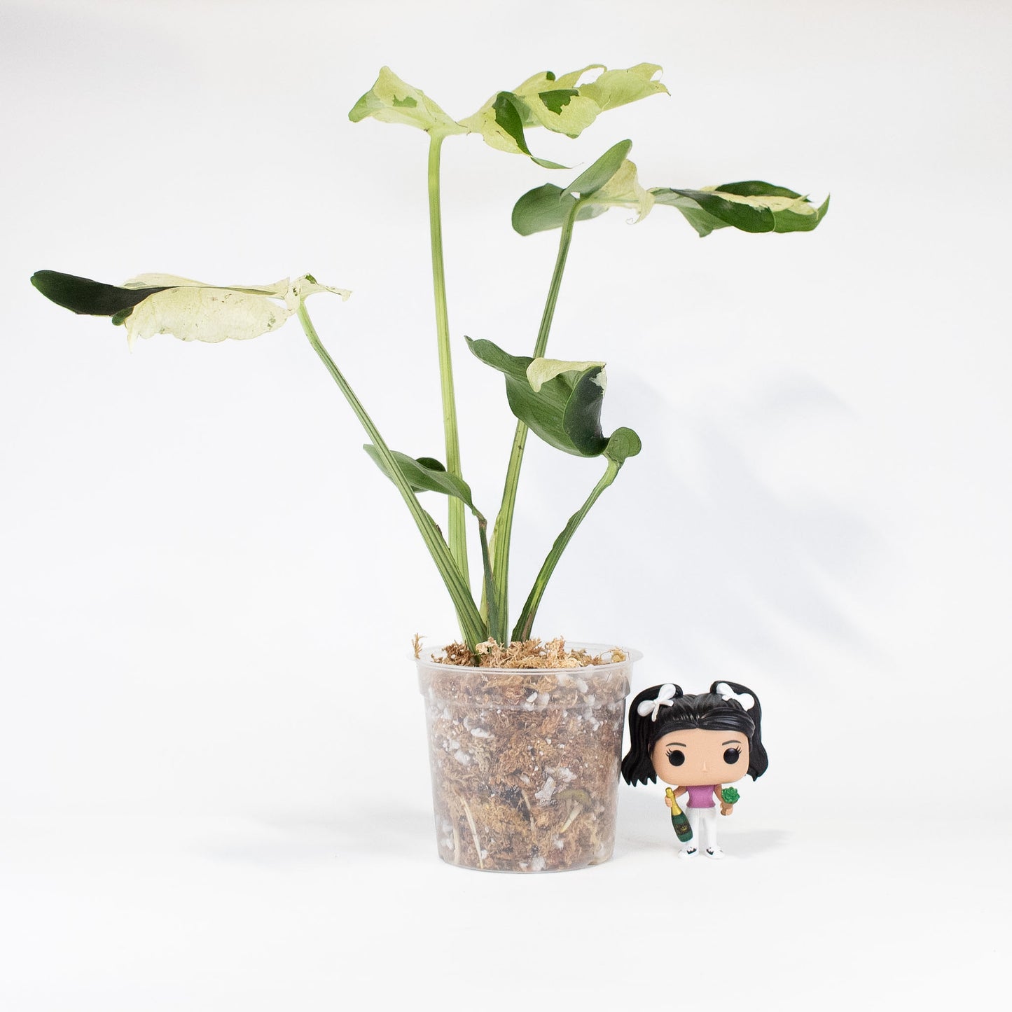 Monstera Deliciosa 'Masterpiece' (2820)