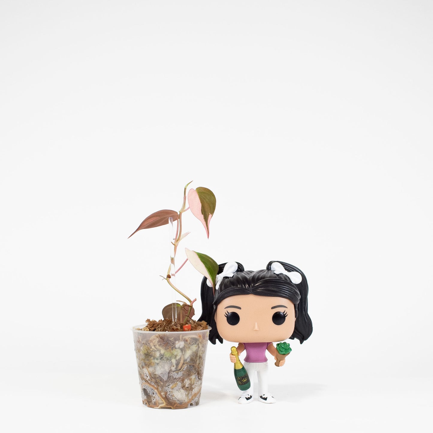 Philodendron Micans True Albo/Pink (2823)