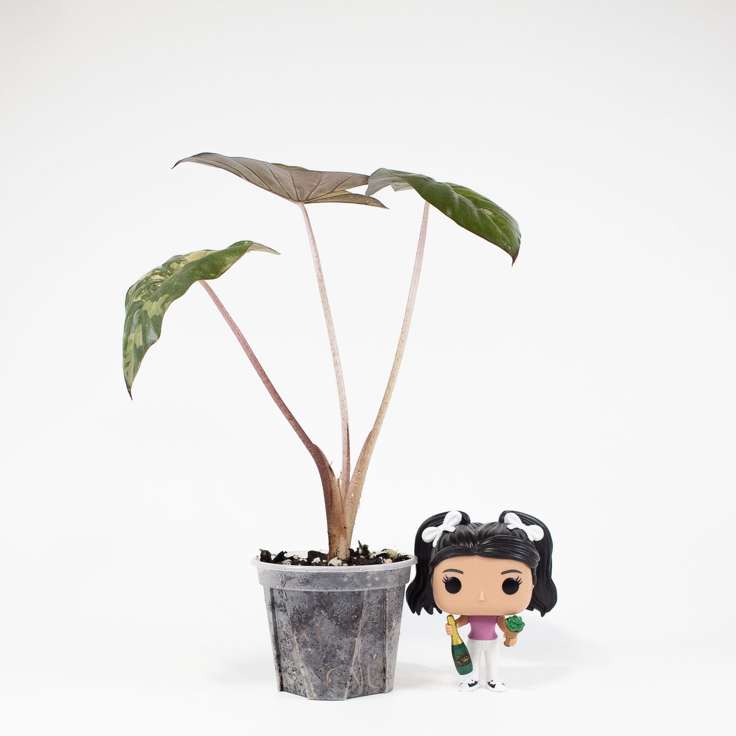 Alocasia Yucatan Princess *Growers Choice*