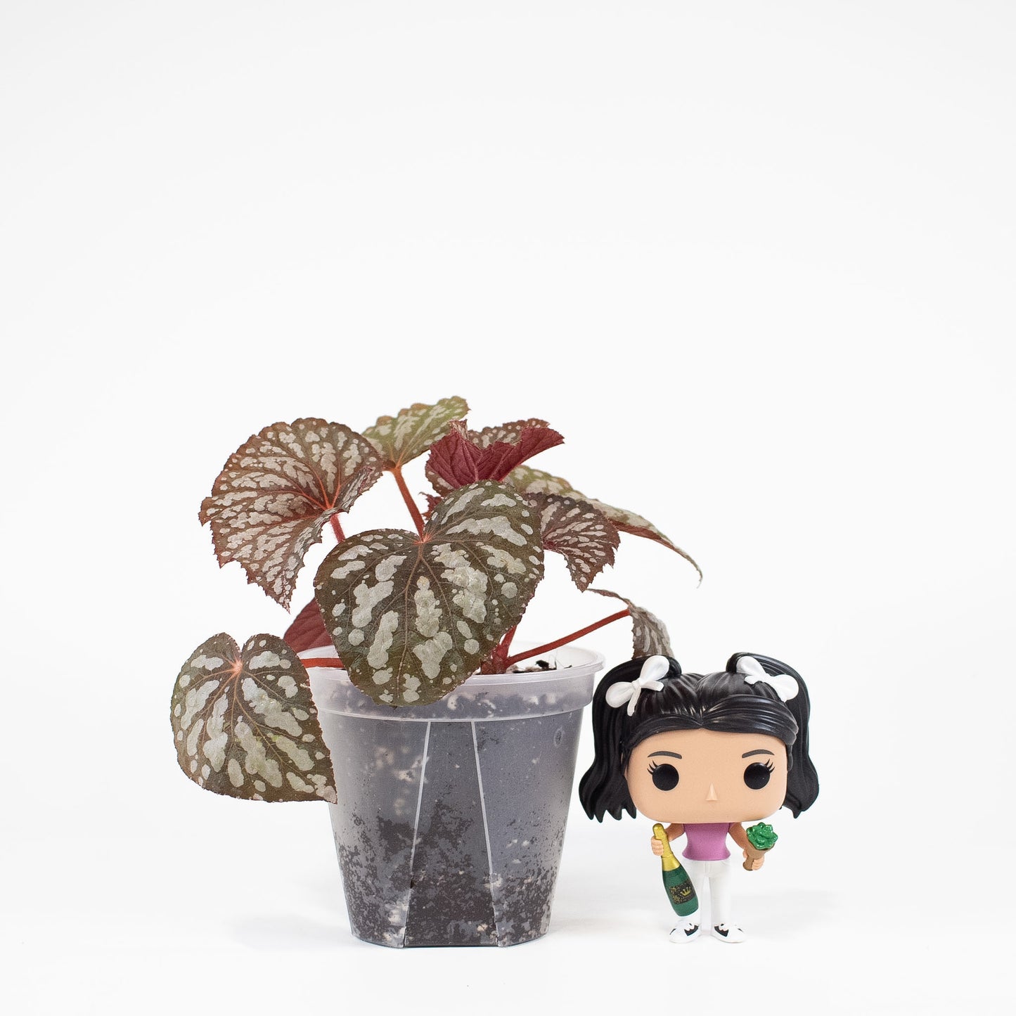Begonia 'Betsy Blue' *Growers Choice*