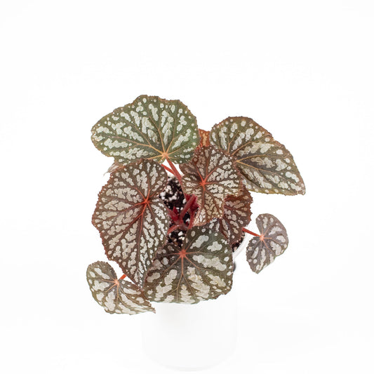 Begonia 'Betsy Blue' *Growers Choice*
