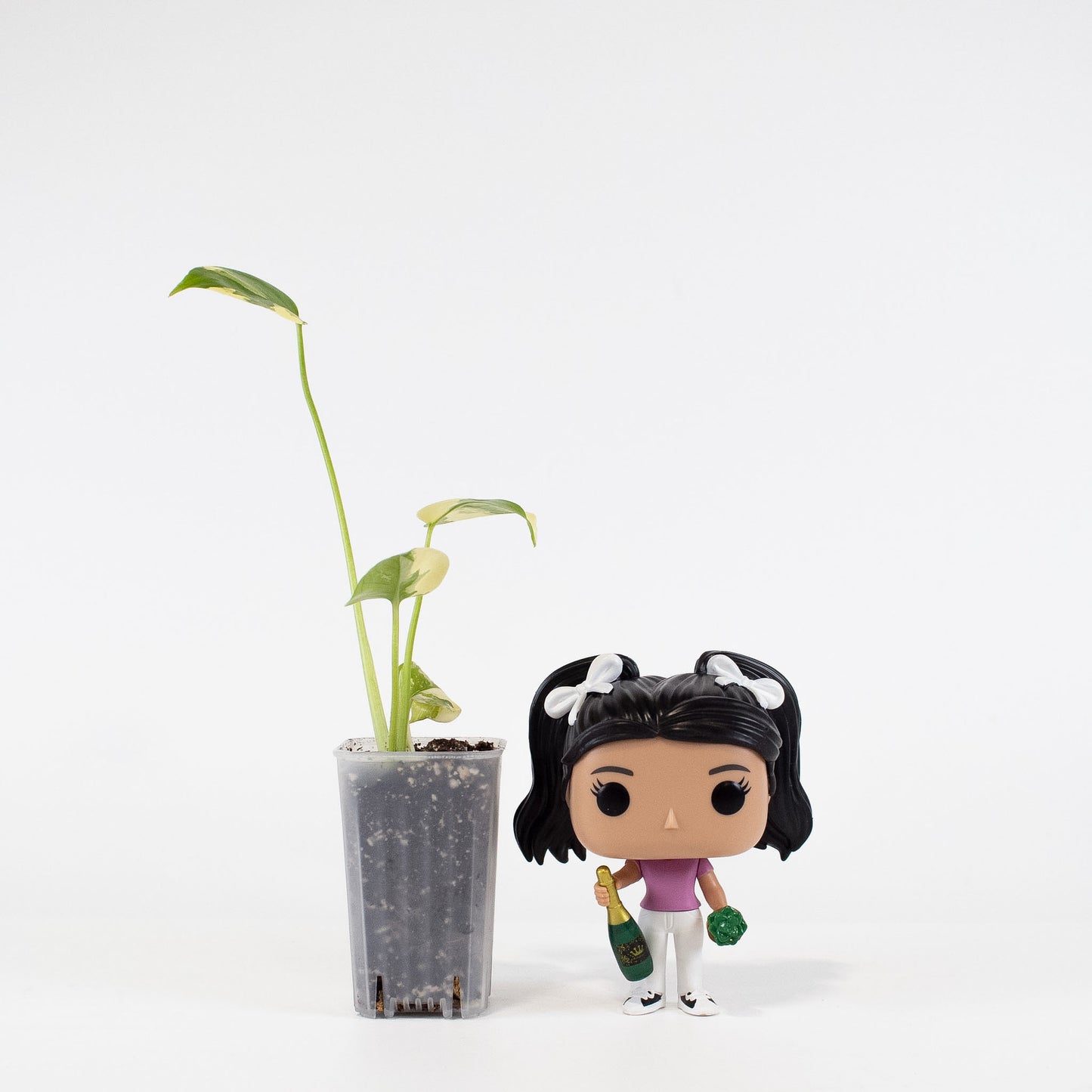 Monstera Deliciosa Pom Pom (2909)