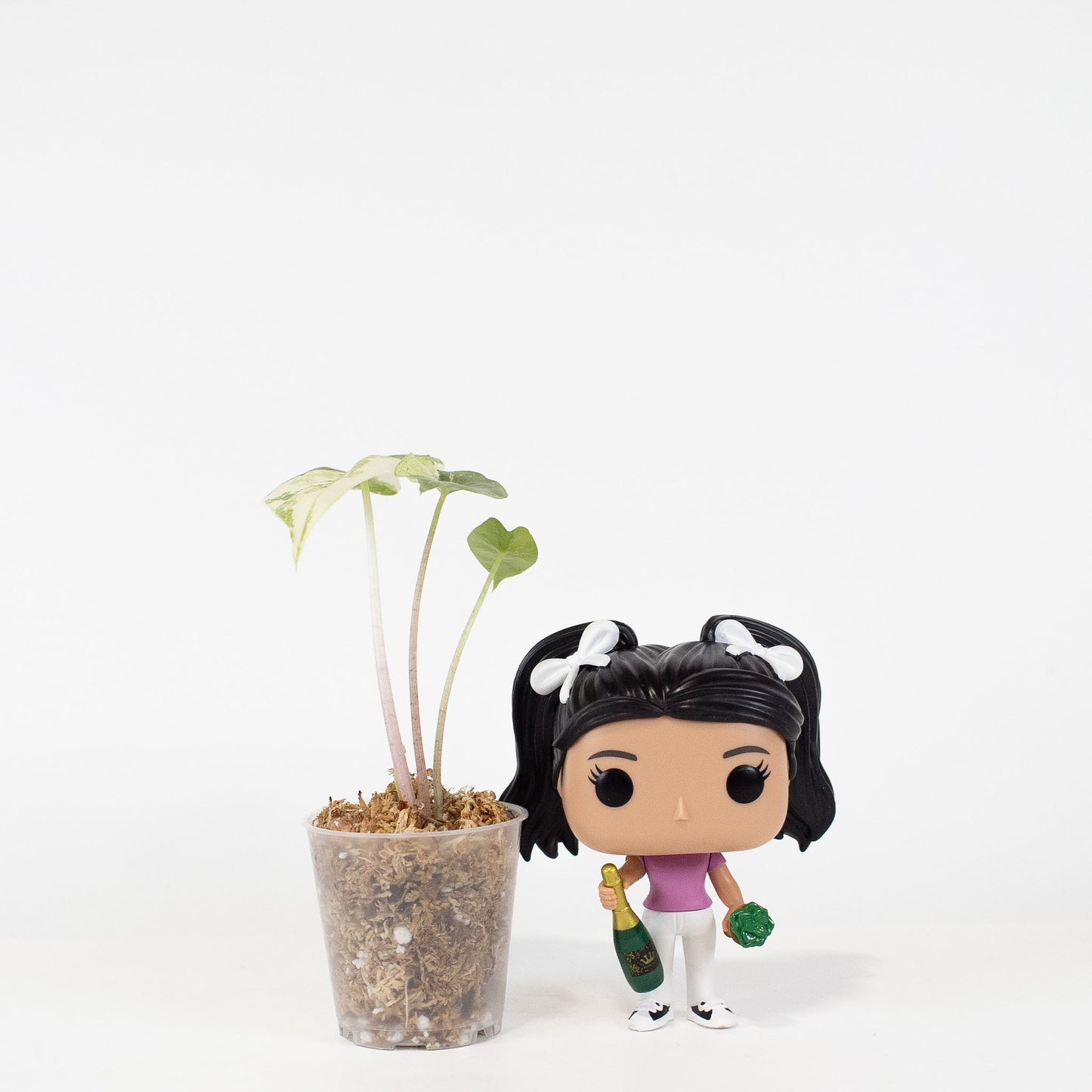 Alocasia Pink Dragon Albo Variegated (2908)