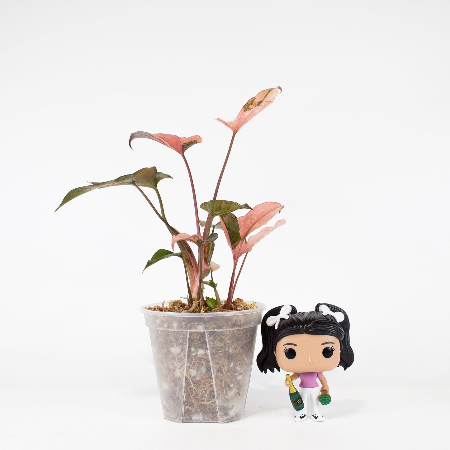 Homalomena Pink Diamond (2911)
