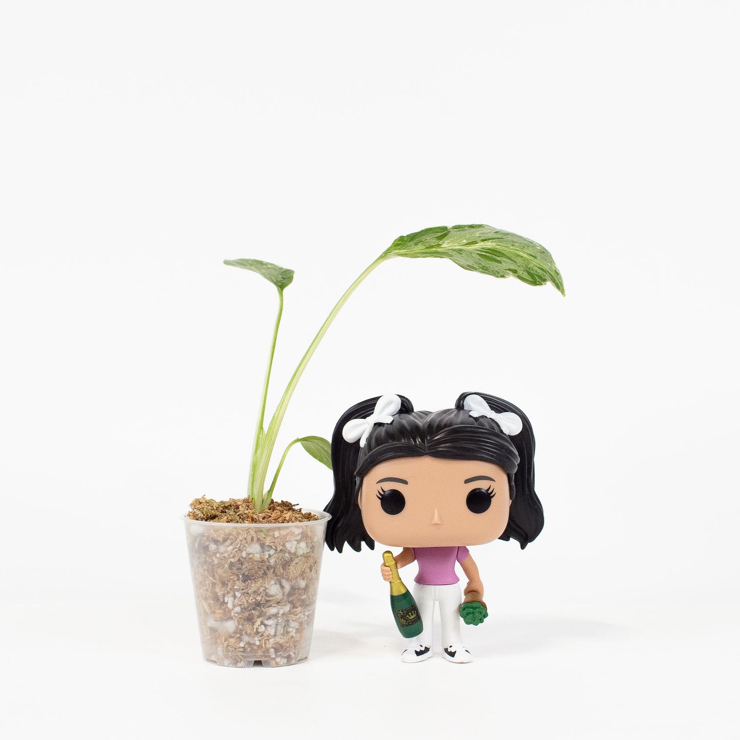 Monstera Deliciosa 'Bulbasaur' (2910)