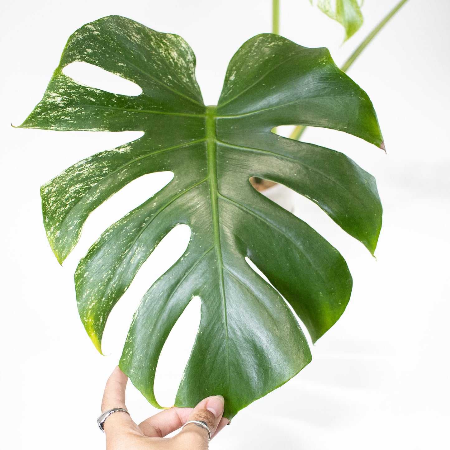 Monstera Deliciosa 'Devil Monster' (2914)