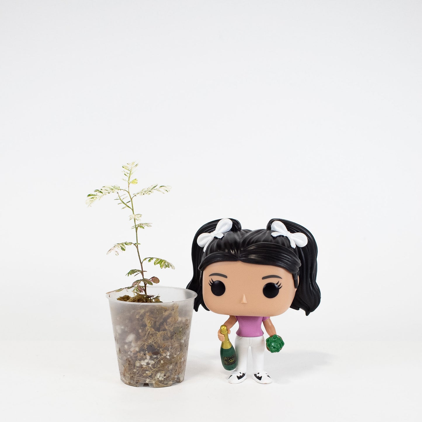 Phyllanthus 'Urinaria' Pink (Aka Sensitive Plant) (2920)