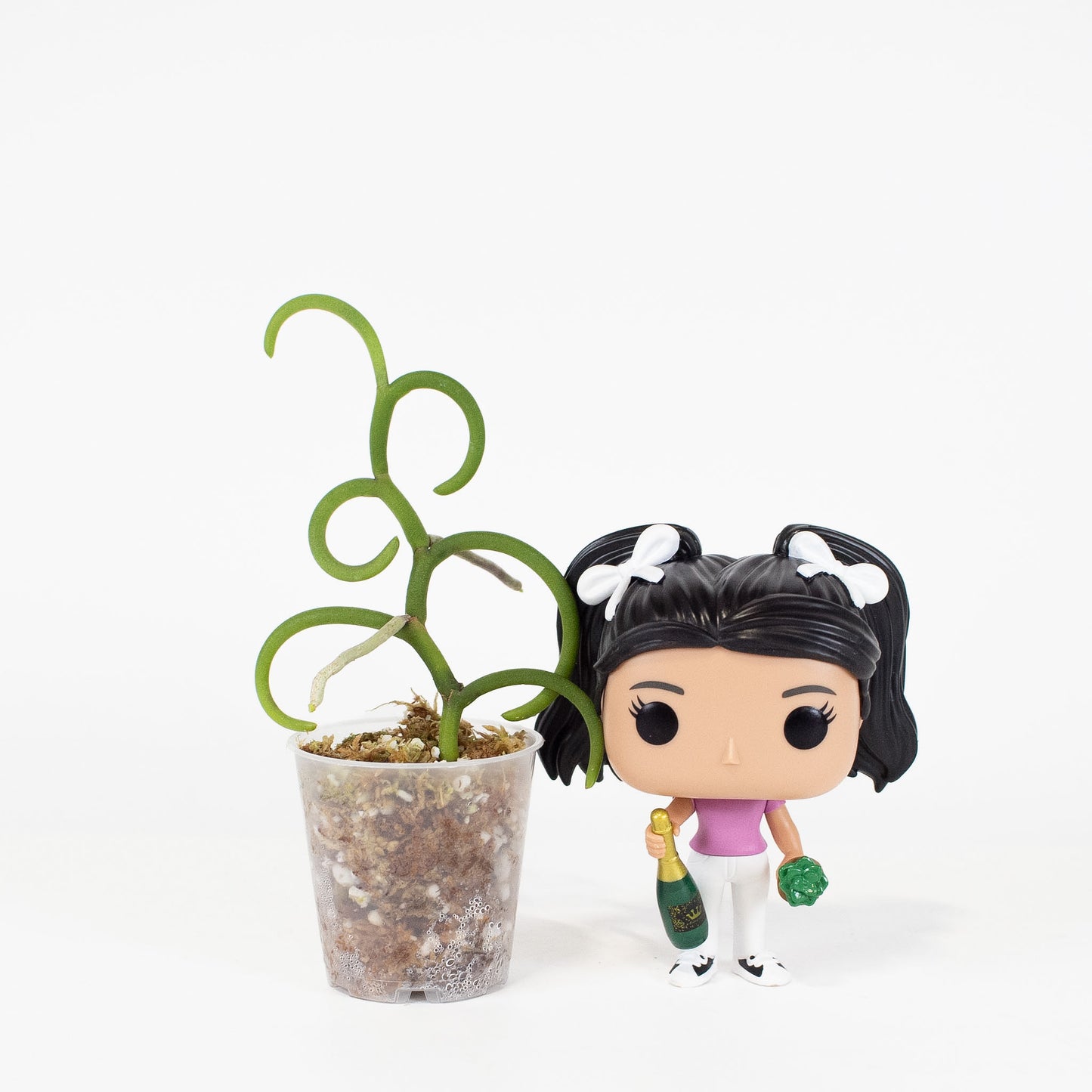 Papilionanthe Teres 'Olympic Rings' Orchid (2922)
