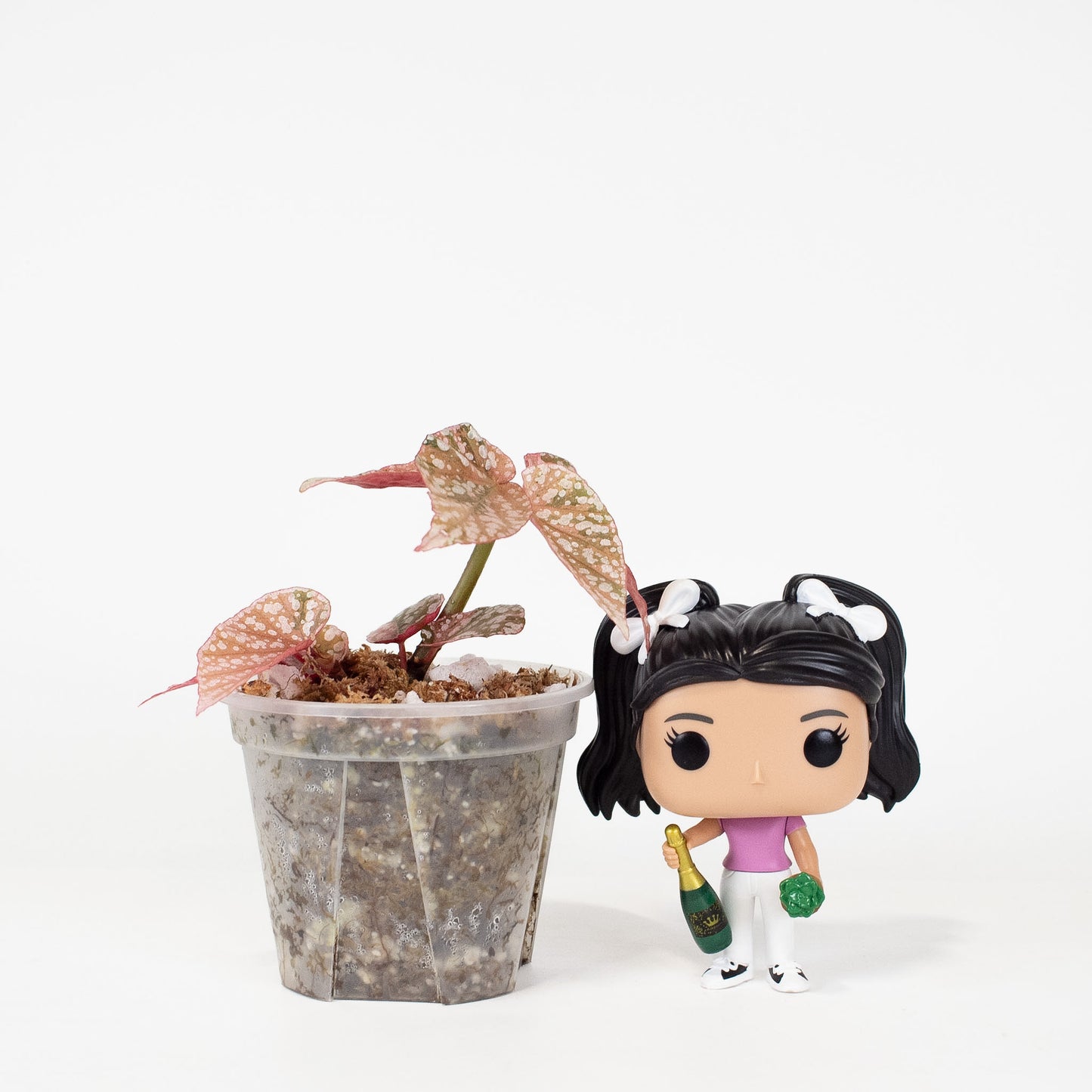 Begonia 'Snow Capped' Variegated (2925)