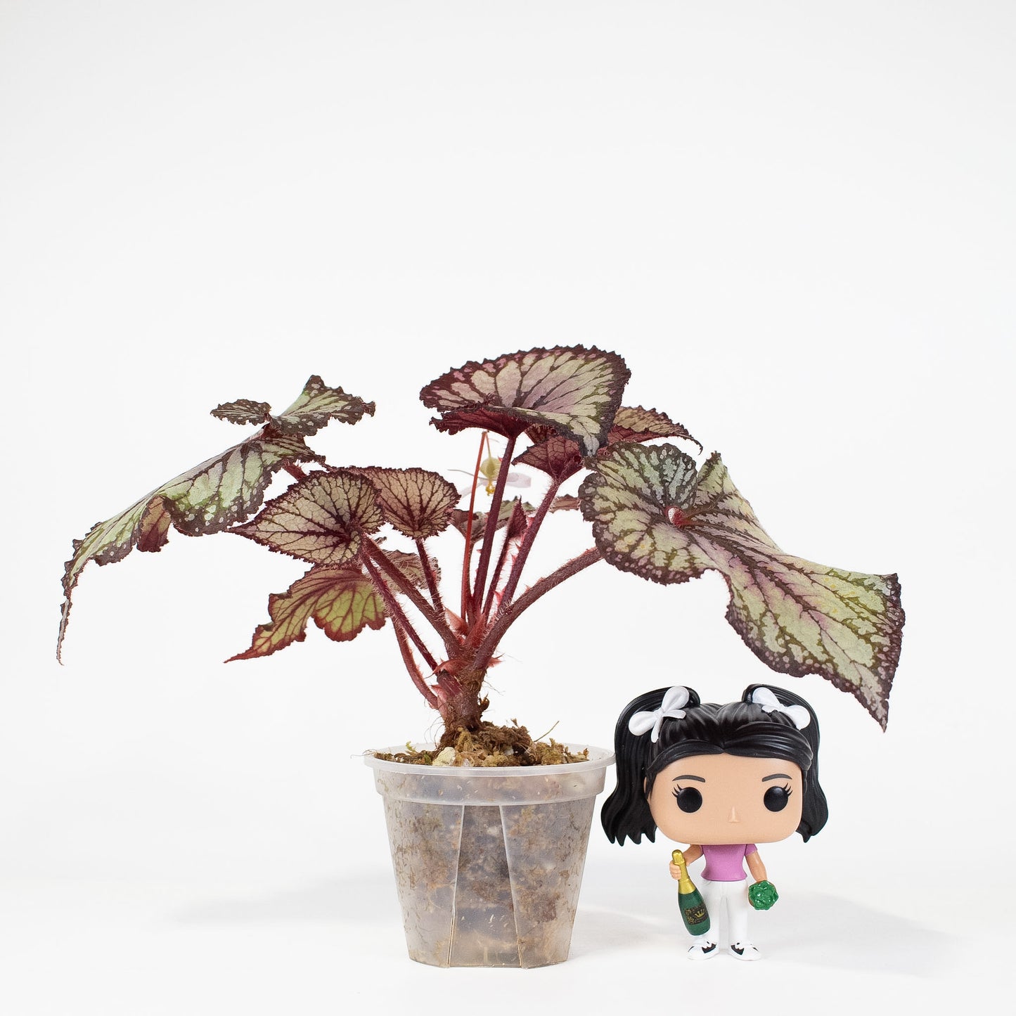 Begonia 'Dolce Vita' Variegated (2919)