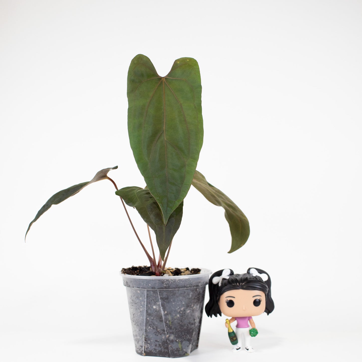 Anthurium Black Velvet Indo Type x Night Dragon (2907)