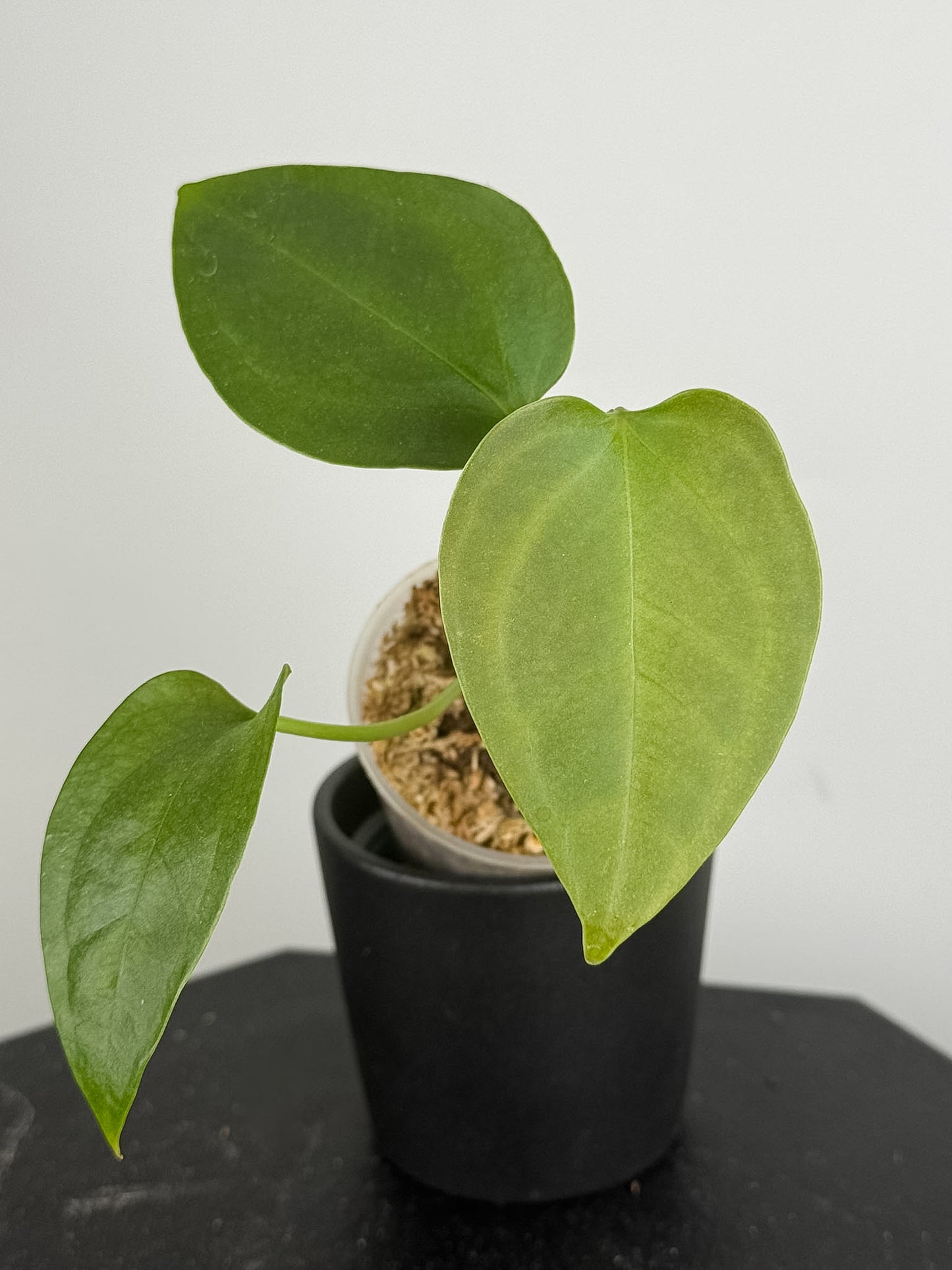 Anthurium sp. Napo *Growers Choice*