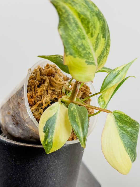 Philodendron Gloriosum Variegated Type 2 (2116)