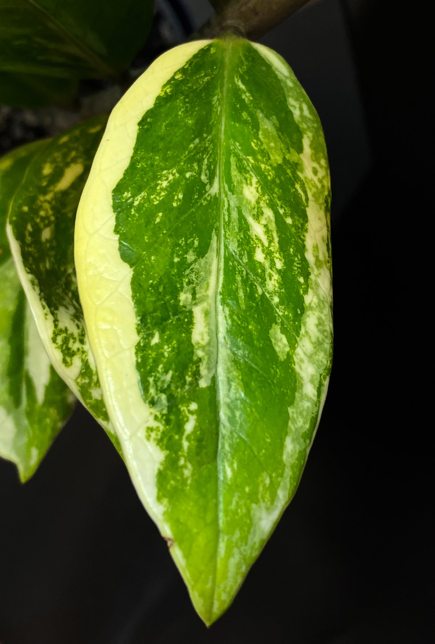 Zamioculcas Zamiifolia Var.