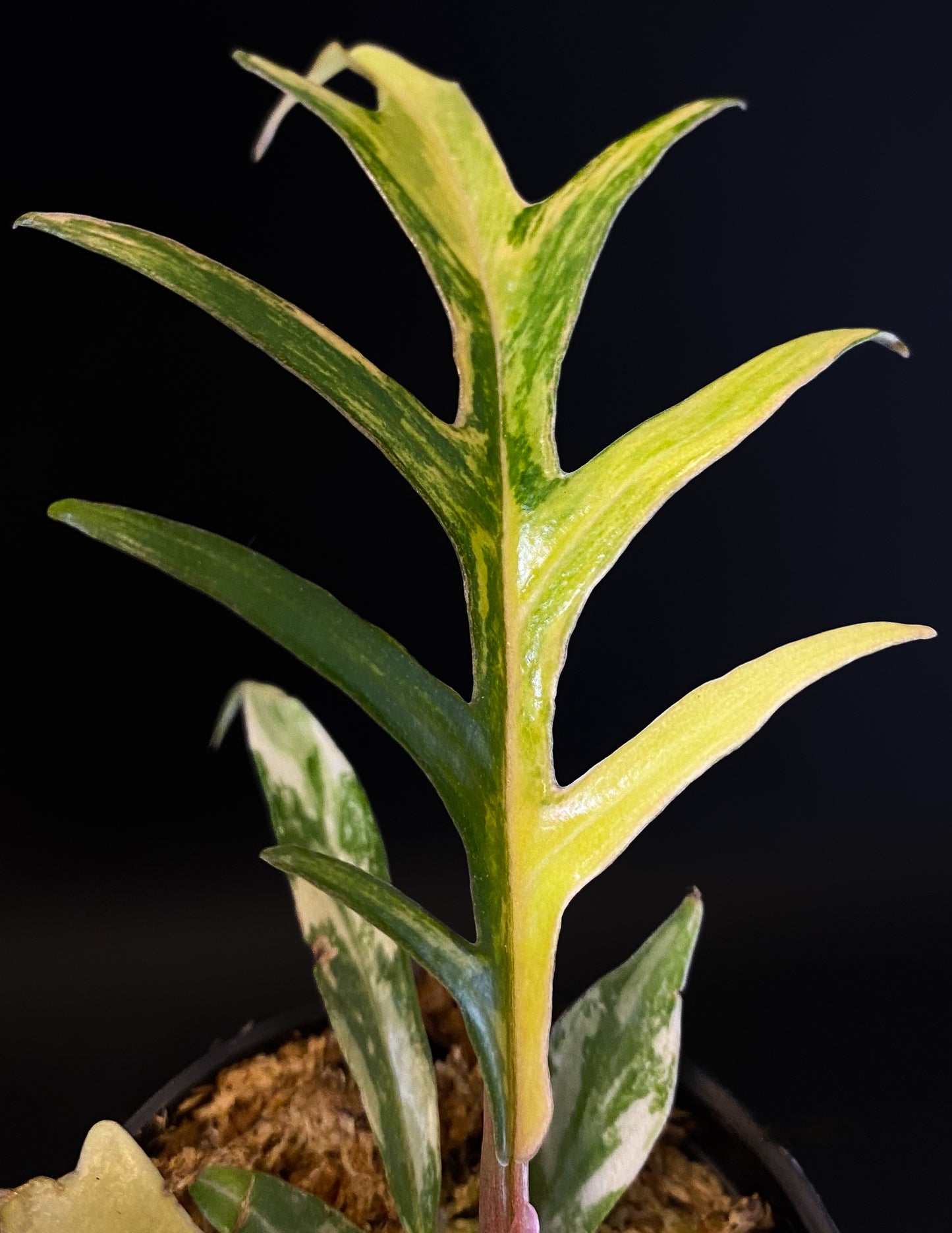 Philodendron Tortum Aurea