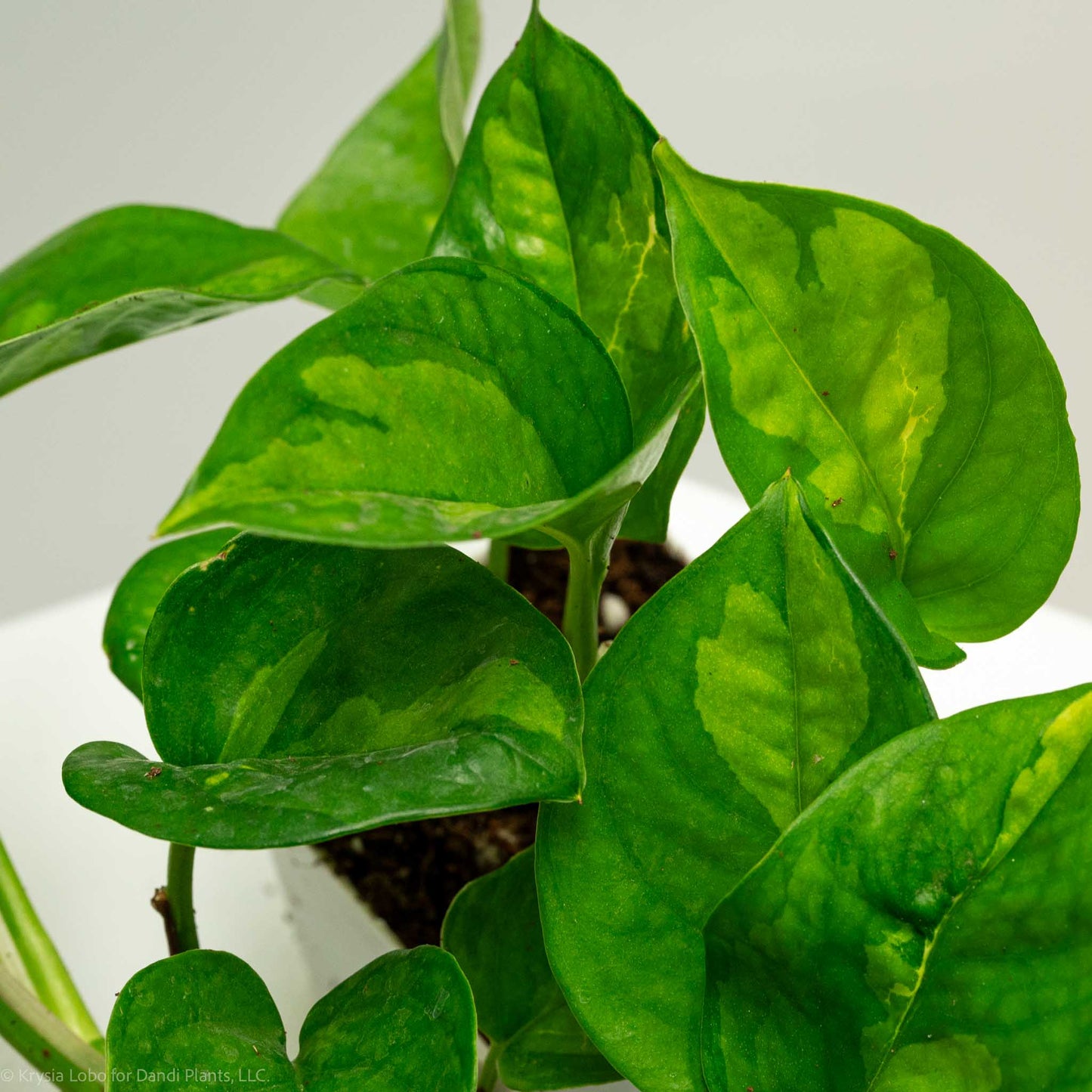 Epipremnum Global Green 'Pothos' (Grower's Choice)