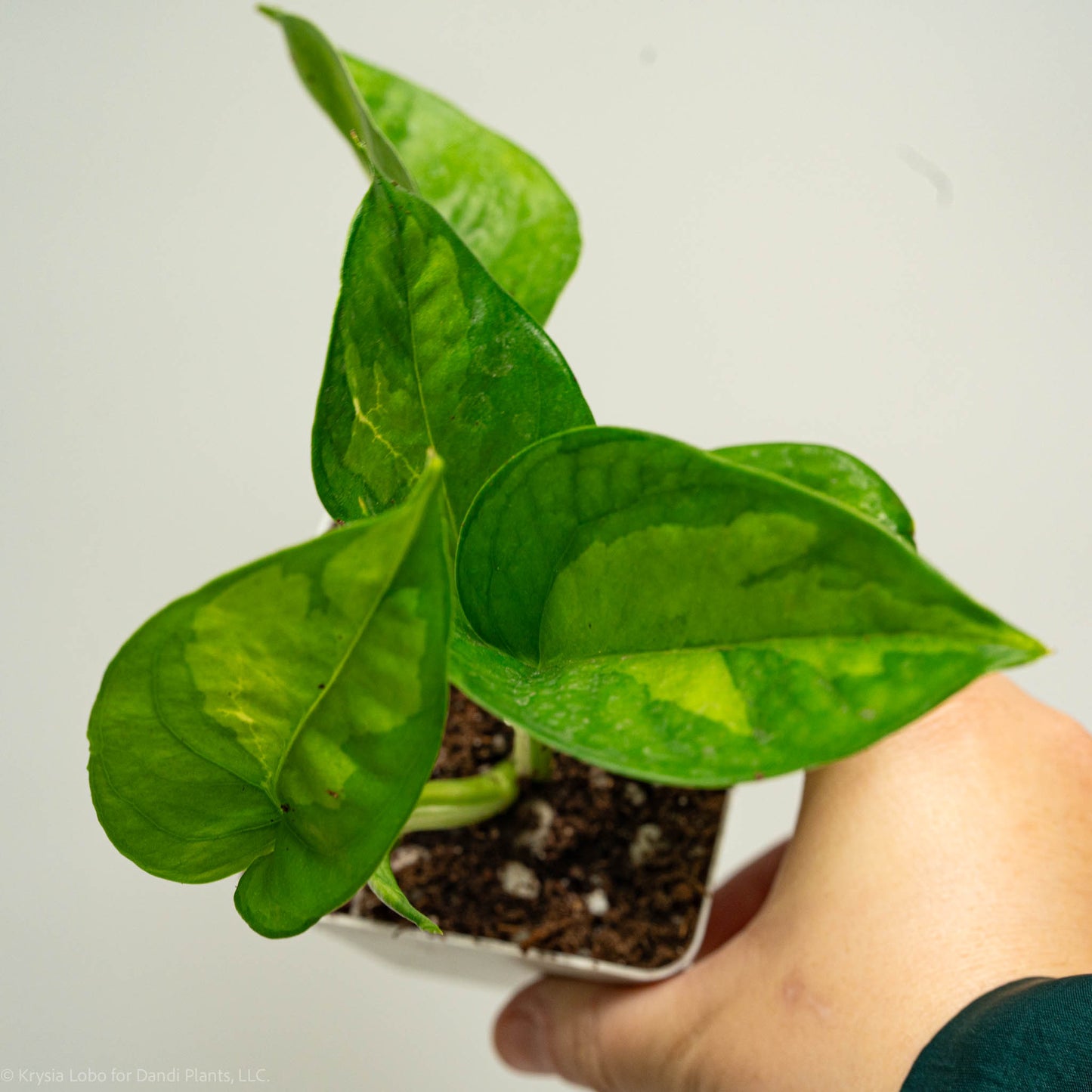 Epipremnum Global Green 'Pothos' (Grower's Choice)