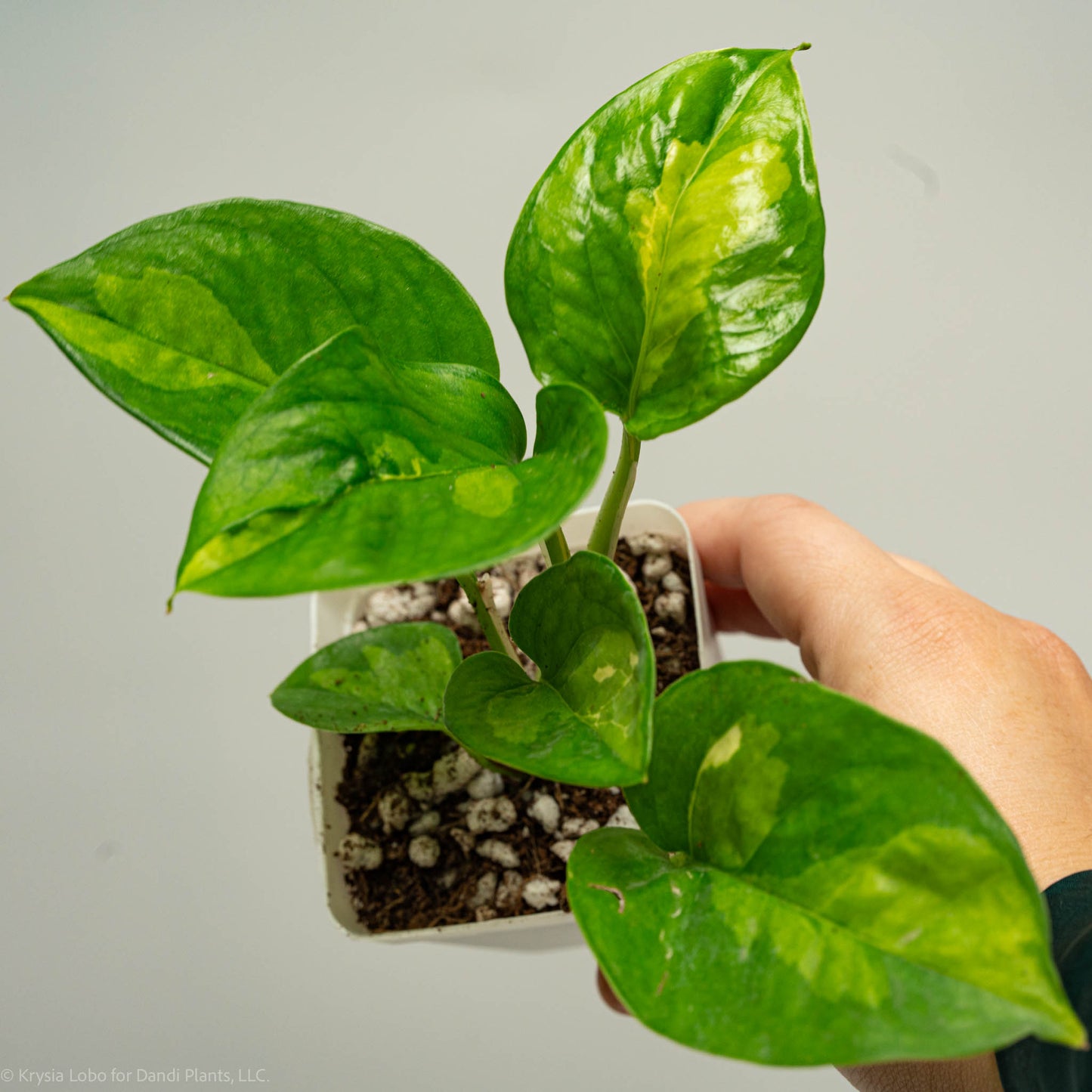 Epipremnum Global Green 'Pothos' (Grower's Choice)