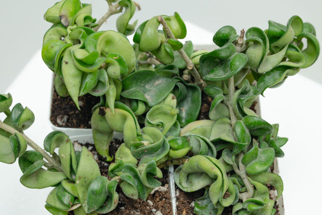 Hoya Carnosa Compacta 'Hindu Rope' (Grower's Choice)