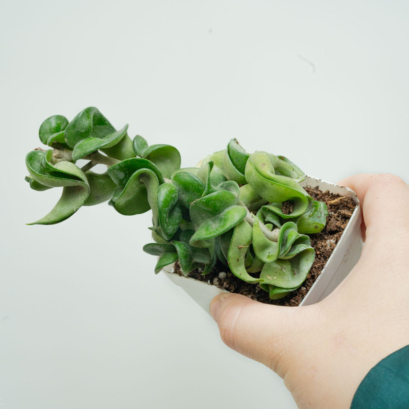Hoya Carnosa Compacta 'Hindu Rope' (Grower's Choice)
