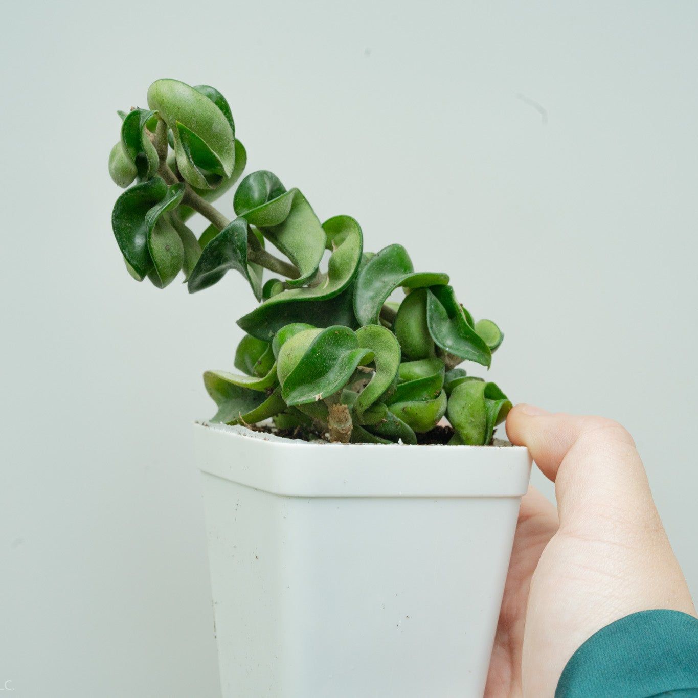 Hoya Carnosa Compacta 'Hindu Rope' (Grower's Choice)