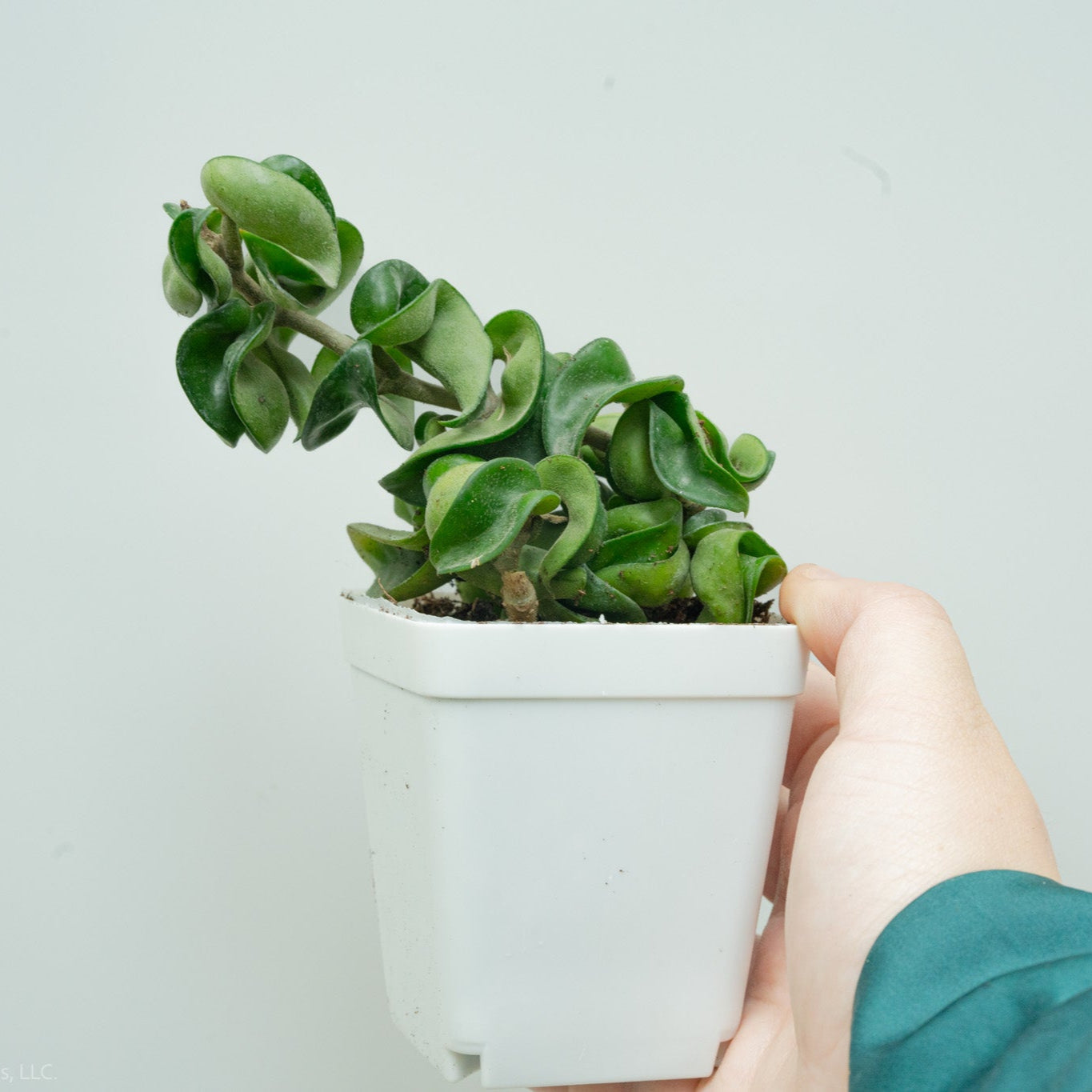 Hoya Carnosa Compacta 'Hindu Rope' (Grower's Choice)