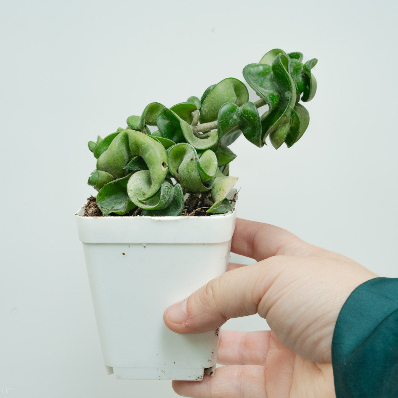 Hoya Carnosa Compacta 'Hindu Rope' (Grower's Choice)