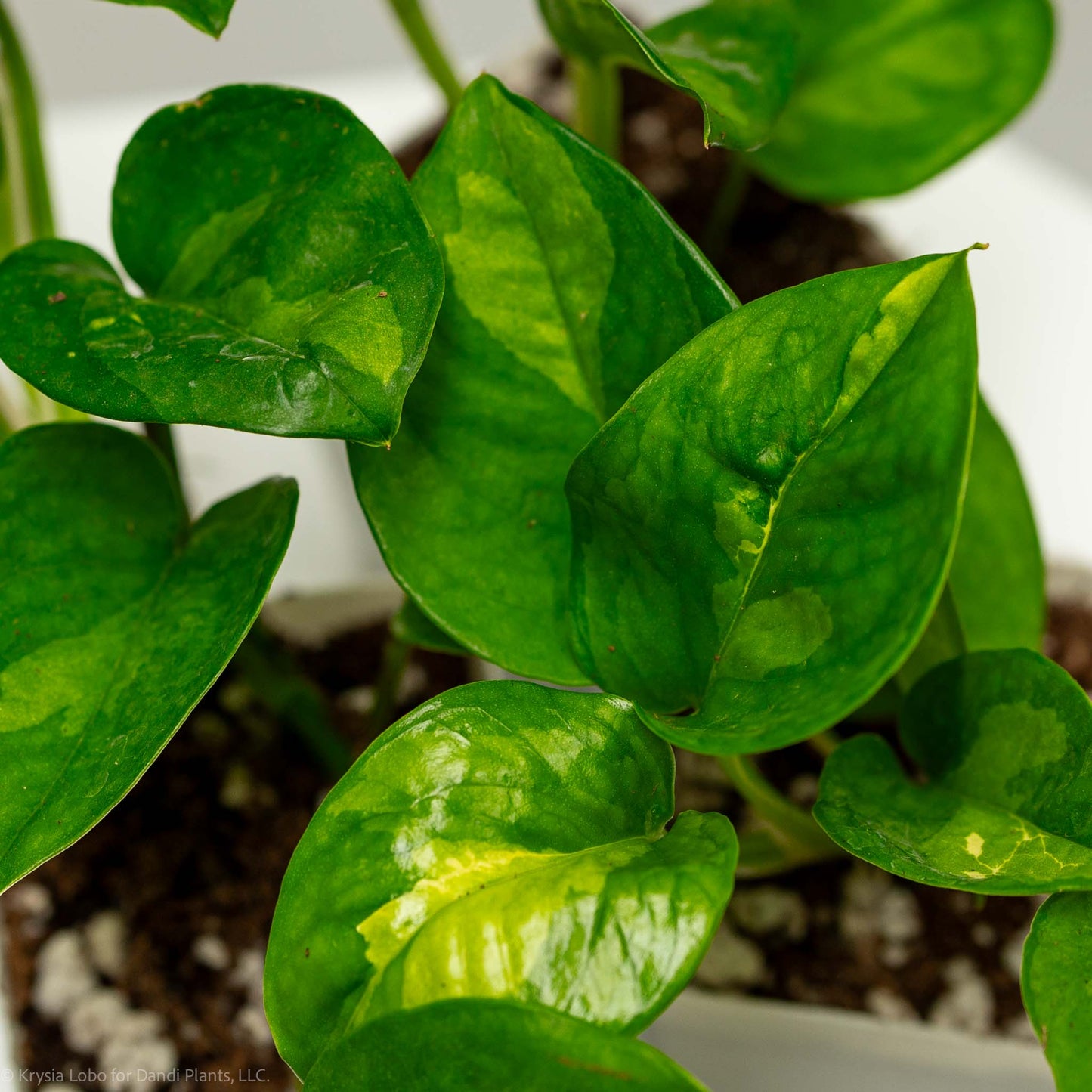 Epipremnum Global Green 'Pothos' (Grower's Choice)