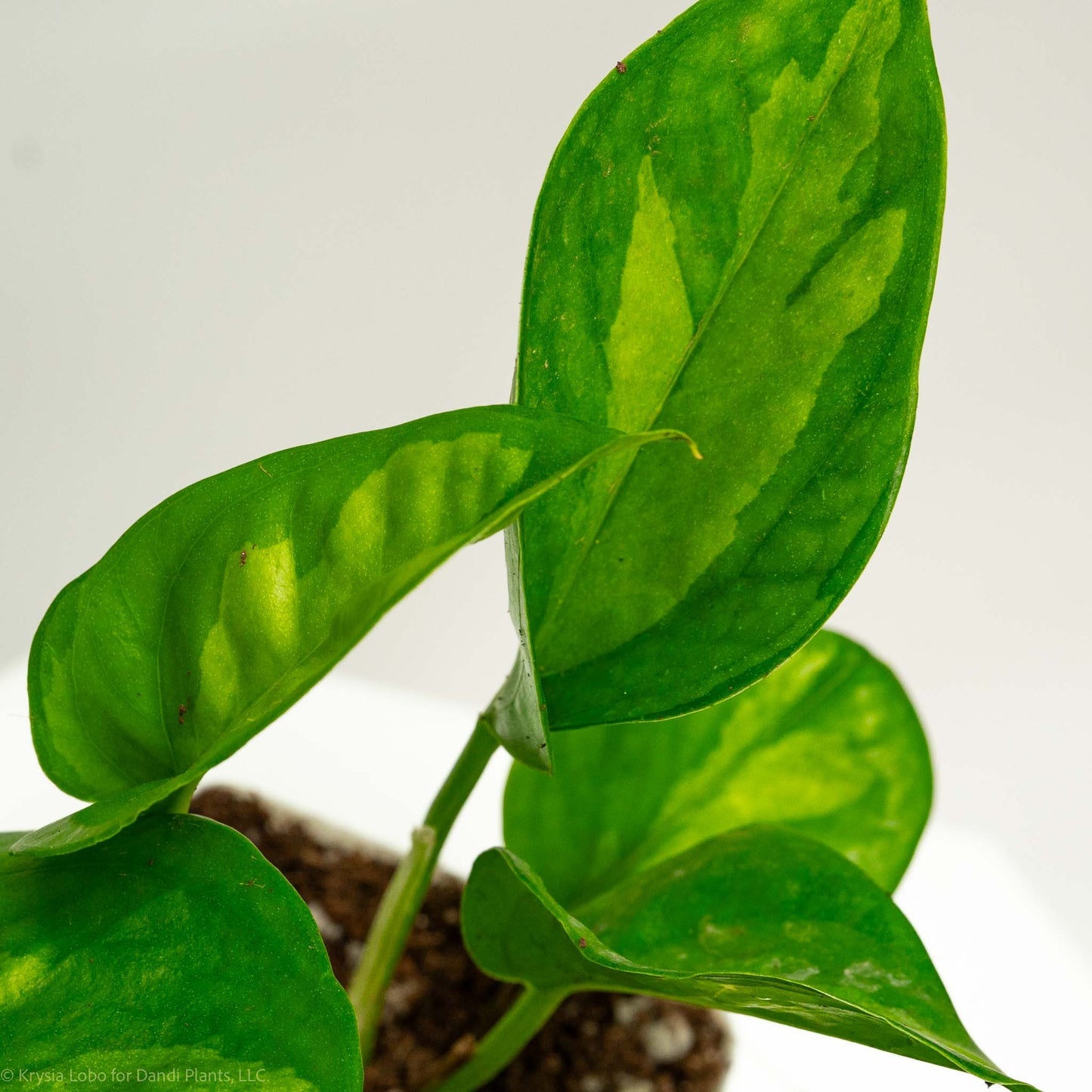 Epipremnum Global Green 'Pothos' (Grower's Choice)