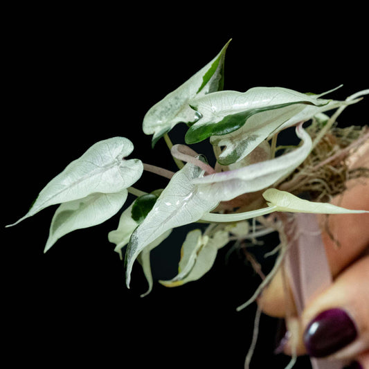 Alocasia 'Pink Bambino' - Tissue Culture Plant (Seller's Choice)