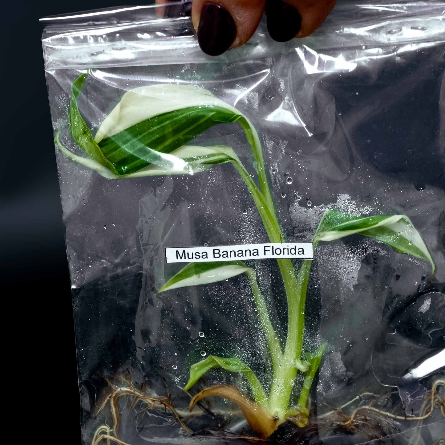 Tissue Culture - Musa 'Florida' Variegated Banana Tree *Seller's Choice*