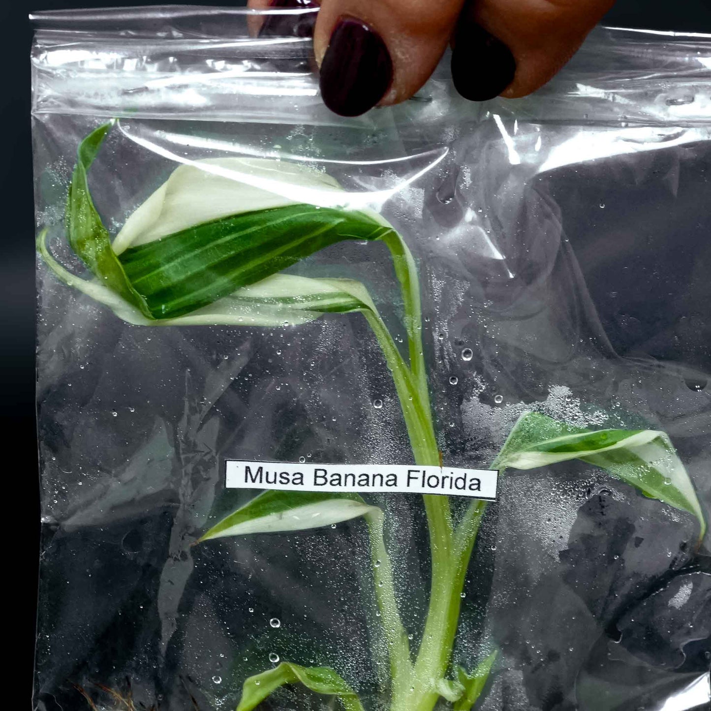 Tissue Culture - Musa 'Florida' Variegated Banana Tree *Seller's Choice*