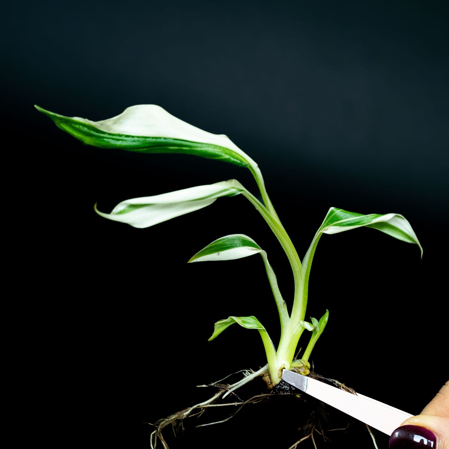 Tissue Culture - Musa 'Florida' Variegated Banana Tree *Seller's Choice*
