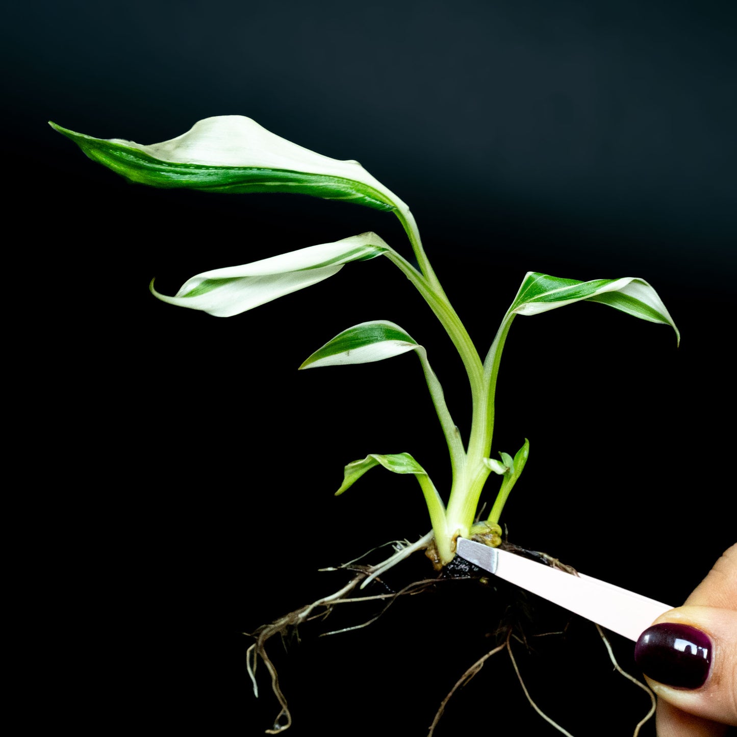 Tissue Culture - Musa 'Florida' Variegated Banana Tree *Seller's Choice*
