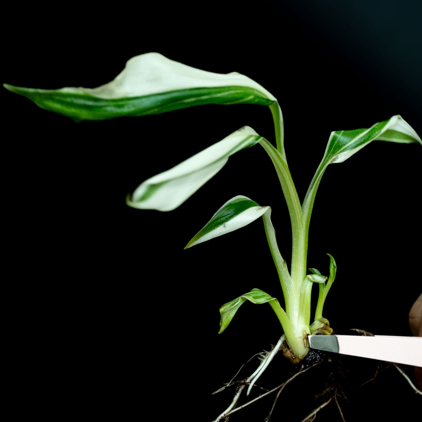 Tissue Culture - Musa 'Florida' Variegated Banana Tree *Seller's Choice*