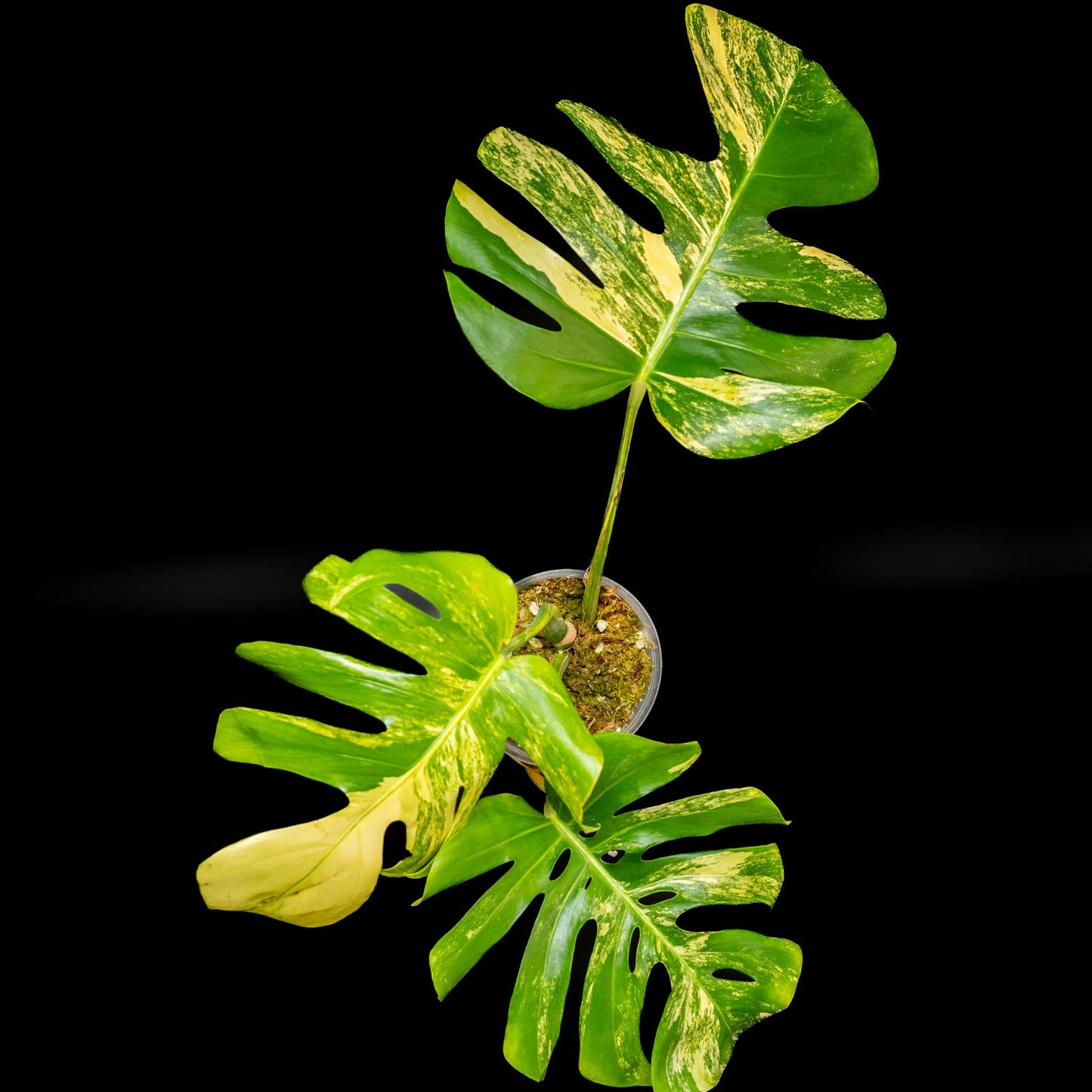 Monstera Deliciosa Variegated Aurea *Grower's Choice*