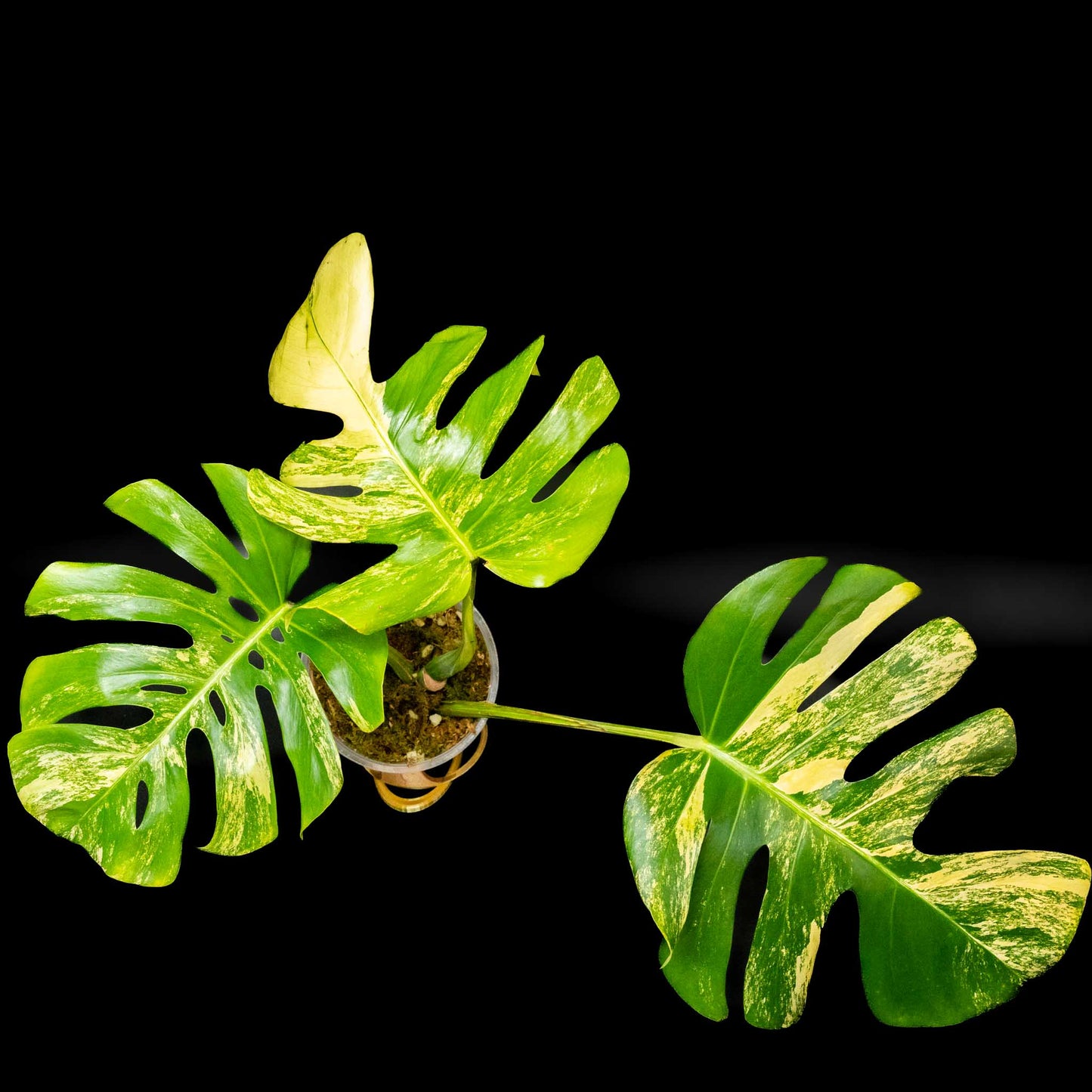 Monstera Deliciosa Variegated Aurea *Grower's Choice*
