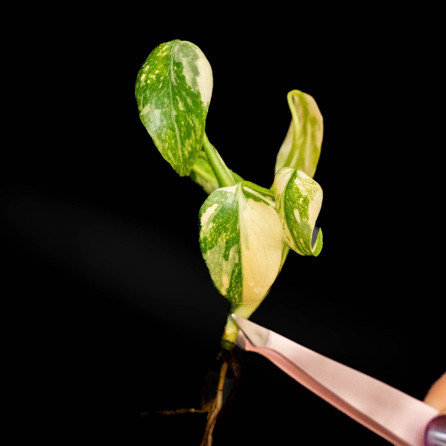 Monstera Thai Constellation - Tissue Culture Plantlet *Premium Quality* (Seller's Choice)